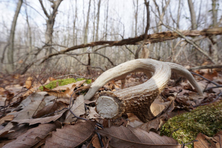 6 ESSENTIAL TIPS FOR WHITE-TAILED DEER SHED HUNTING